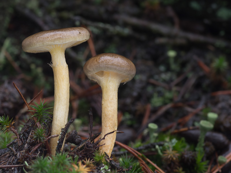 Hygrophorus hypothejus